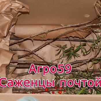 Интернет Магазин Саженцы Почтой